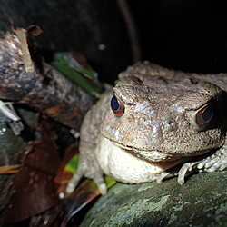 A stern frog